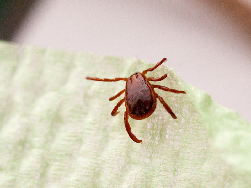 brown dog tick resting on pet bed in phoenix home