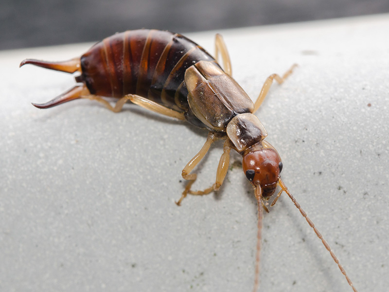 earwig on countertop