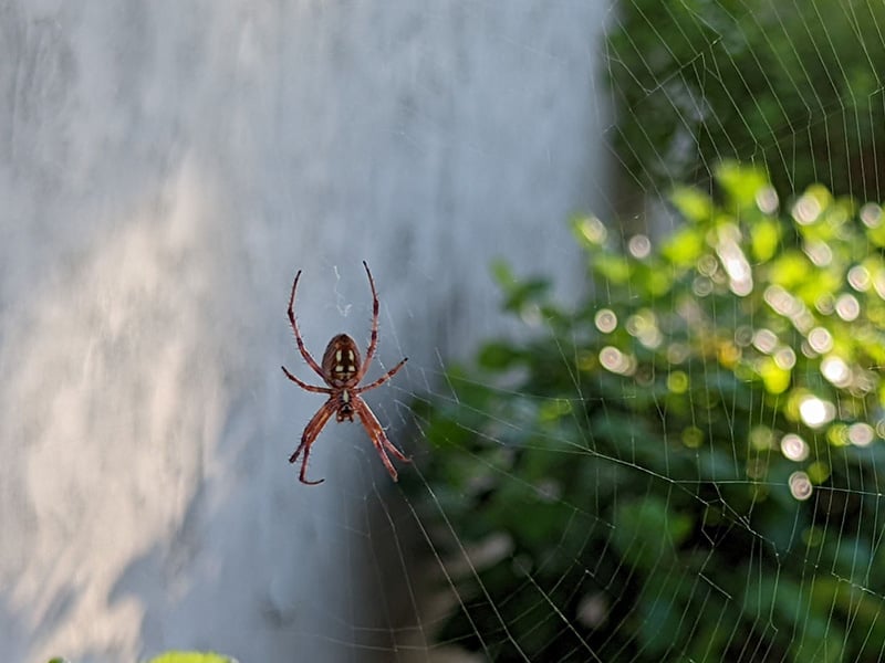 spider hanging on a web