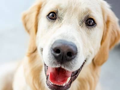 happy dog in phoenix az