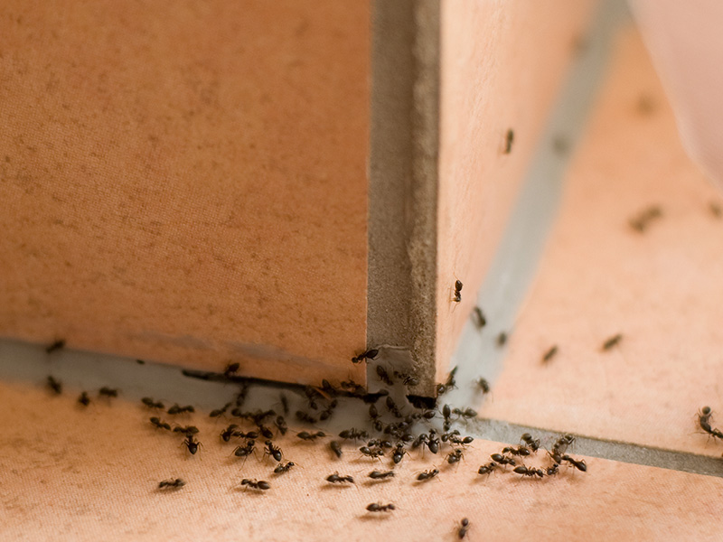 summer ant infestation