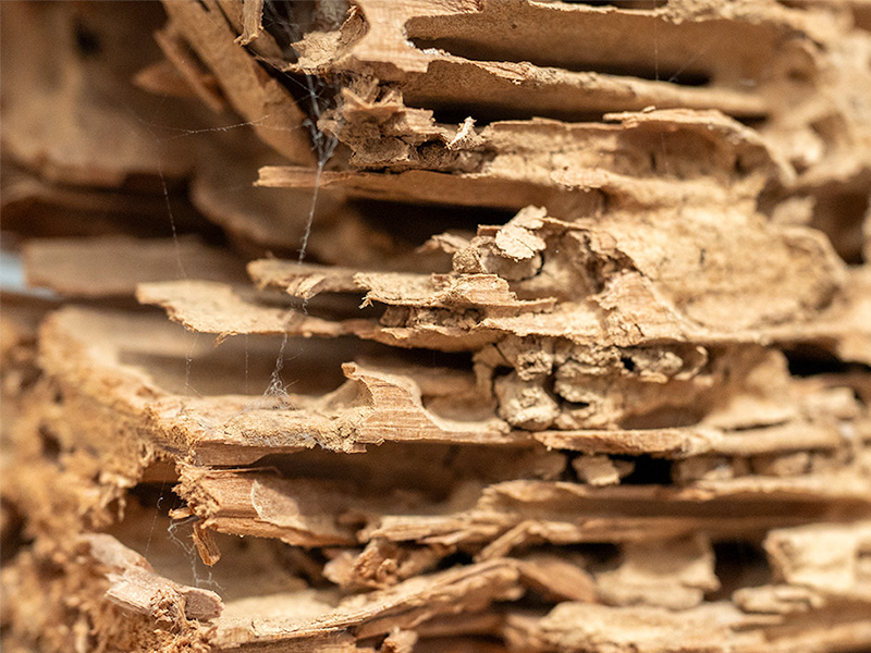 termite damage