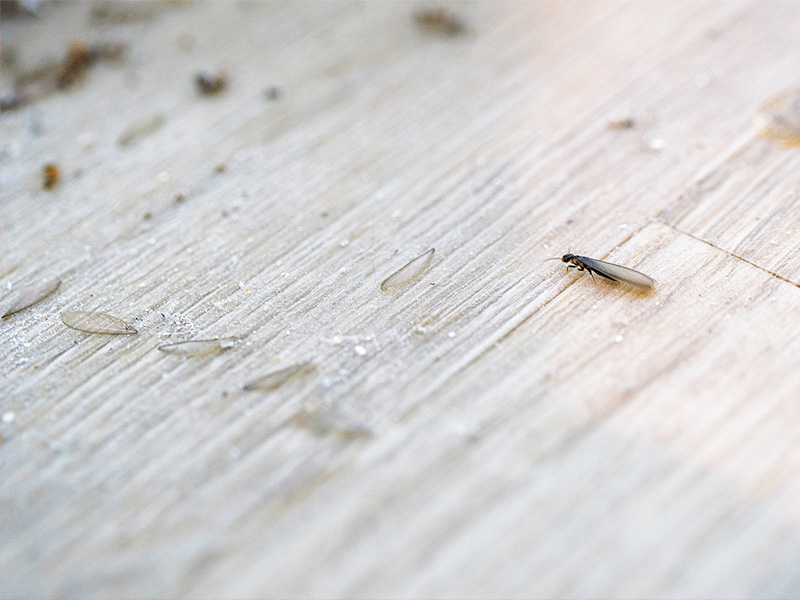 winged termite and discarded wings