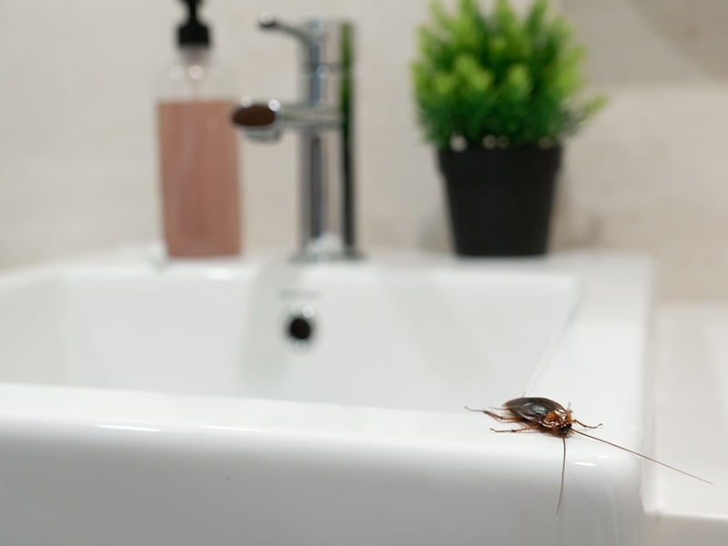 cockroach on kitchen sink