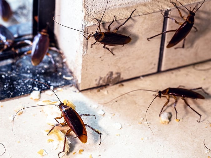 cockroaches eating crumbs off tucson kitchen floor