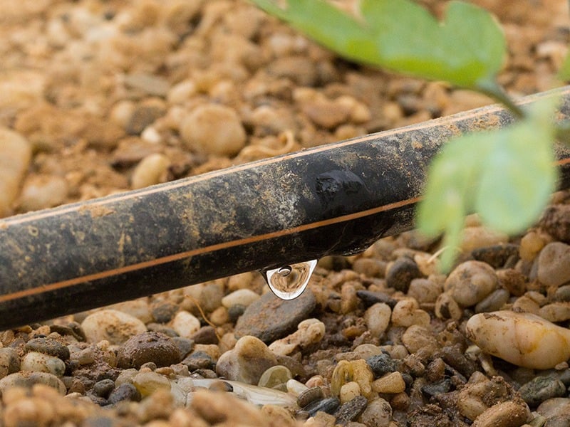 drip irrigation in garden