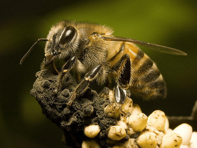 africanized honey bees in Tucson