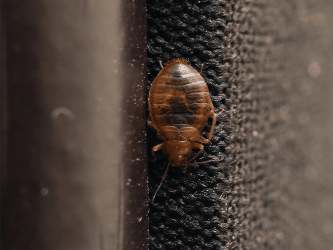 adult bed bug in Tucson