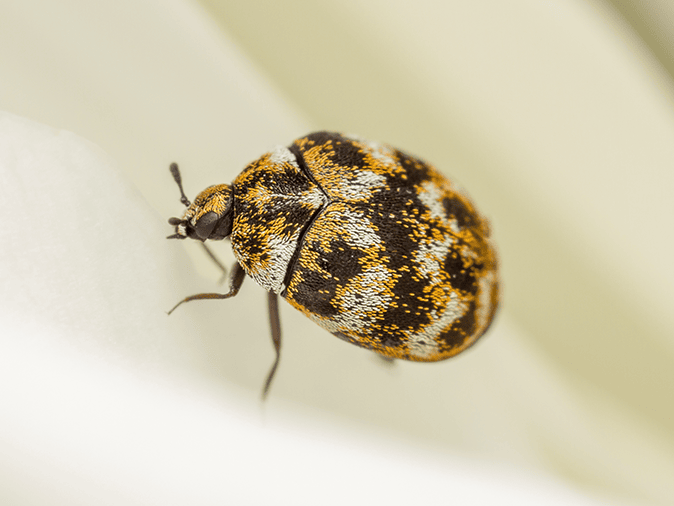 adult carpet beetle in Tucson