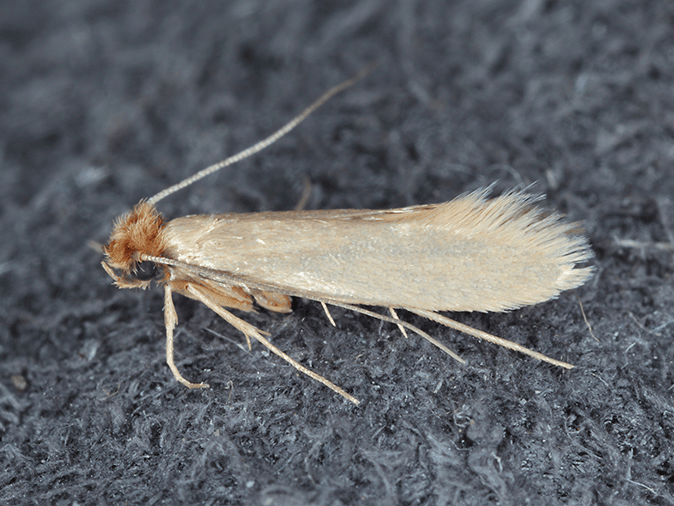 casemaking clothes moth in Tucson