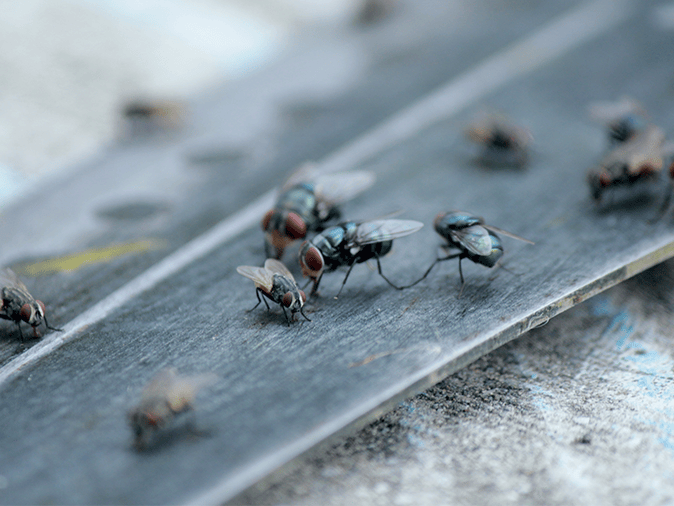 house flies in Tucson