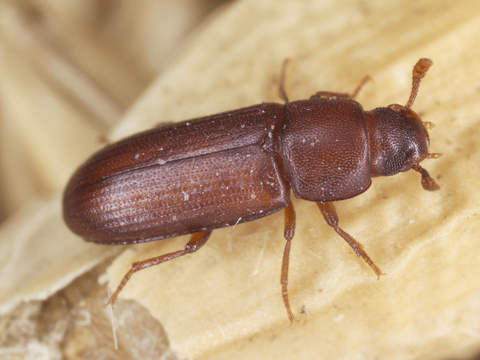 red flour beetle in Tucson