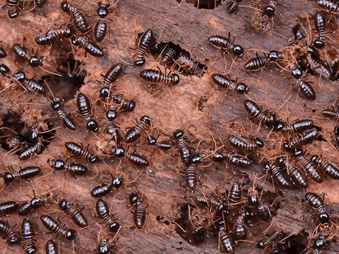 Signs Of A Termite Infestation In Arizona live look inside a phoenix az infested with termites