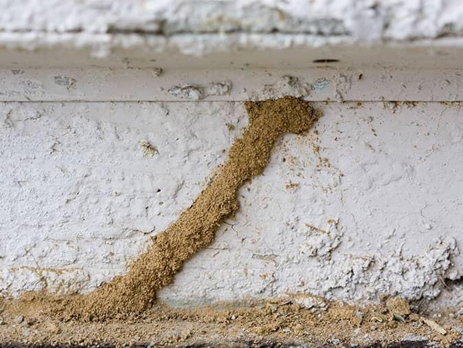 Signs of Termites Outside House: Spotting Infestations Early