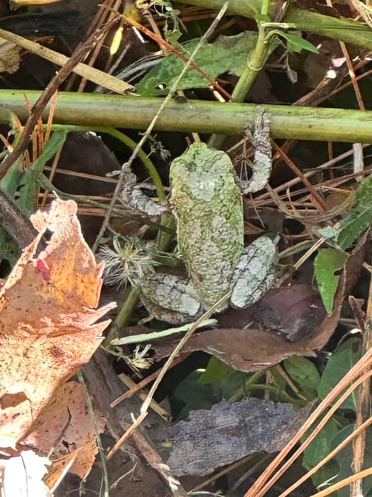 Gray tree frog @ Indian Creek (Credit: Sarah Reynolds)
