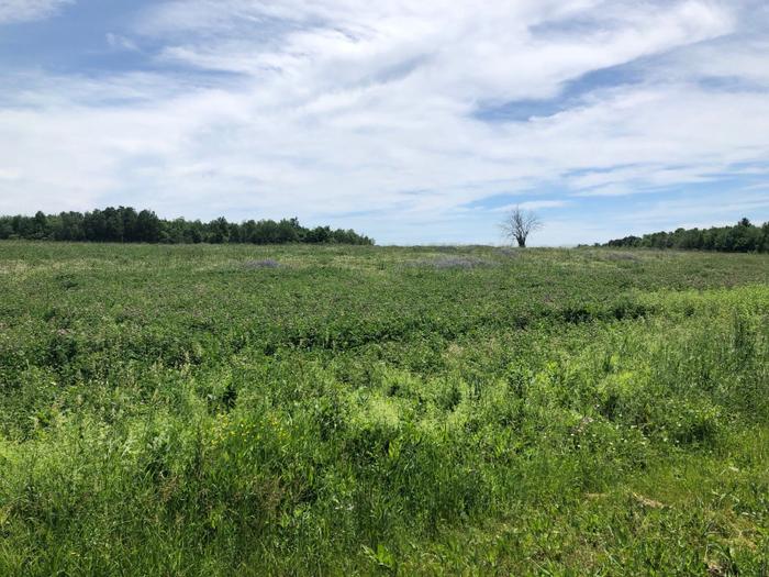 (Credit: Charles Shaw)