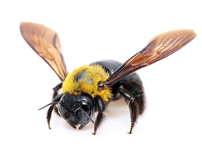 Carpenter Bee