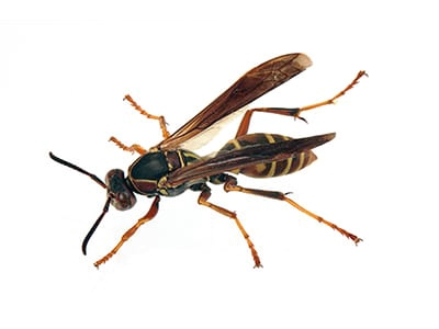 Northern Paper Wasp