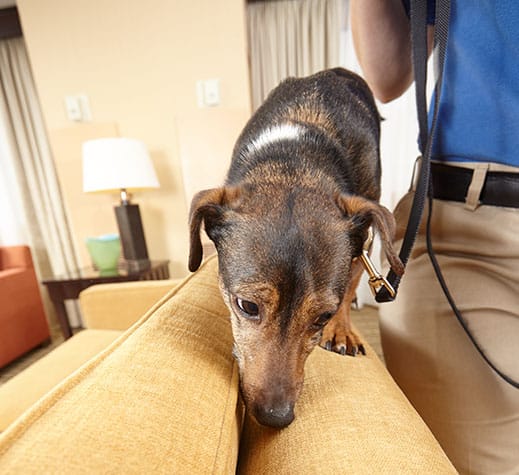 Canine Bed Bug Inspections