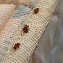 Bedbugs on mattress