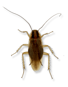 the most common cockroach in michigan and ohio, the german cockroach