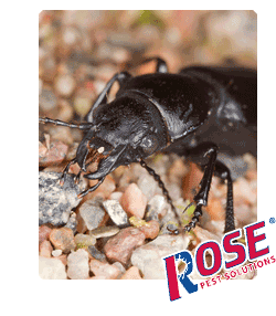 ground beetle in dirt