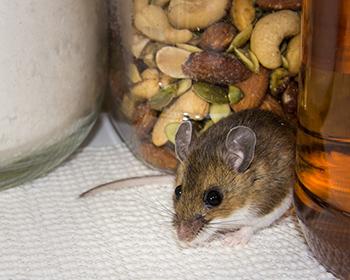 Mouse