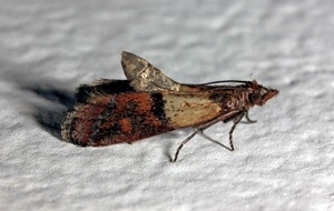Learn About Indian Meal Moths And Other Pantry Pests Indian Meal Moths Are A Common Pantry Pest