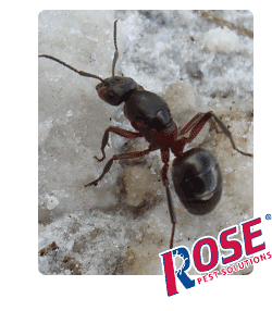 Red and Black Carpent Ant