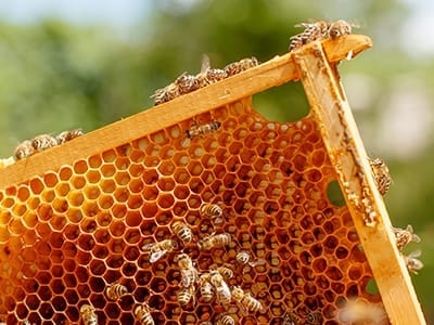 honey bee hive