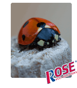 Lady Bugs in Columbus OH