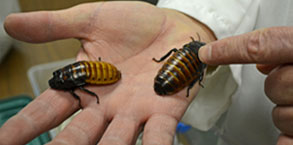 adult madagascar cockroaches adult madagascar cockroaches