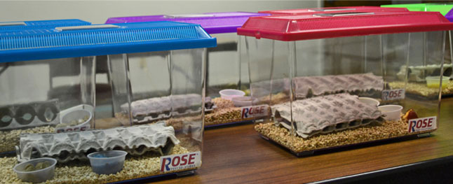 madagascar cockroach kits madagascar cockroach kits ready for school