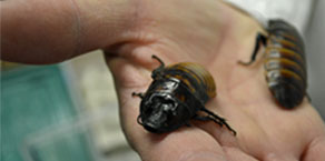 male madagascar cockroaches male madagascar cockroaches