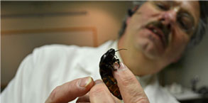 shep inspects a madagascar cockroach shep inspects a madagascar cockroach