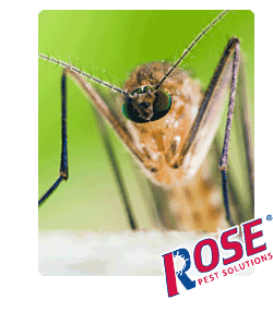 Mosquito Pest Control mosquito full of blood