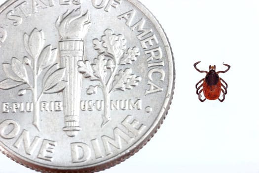 Tick next to dime