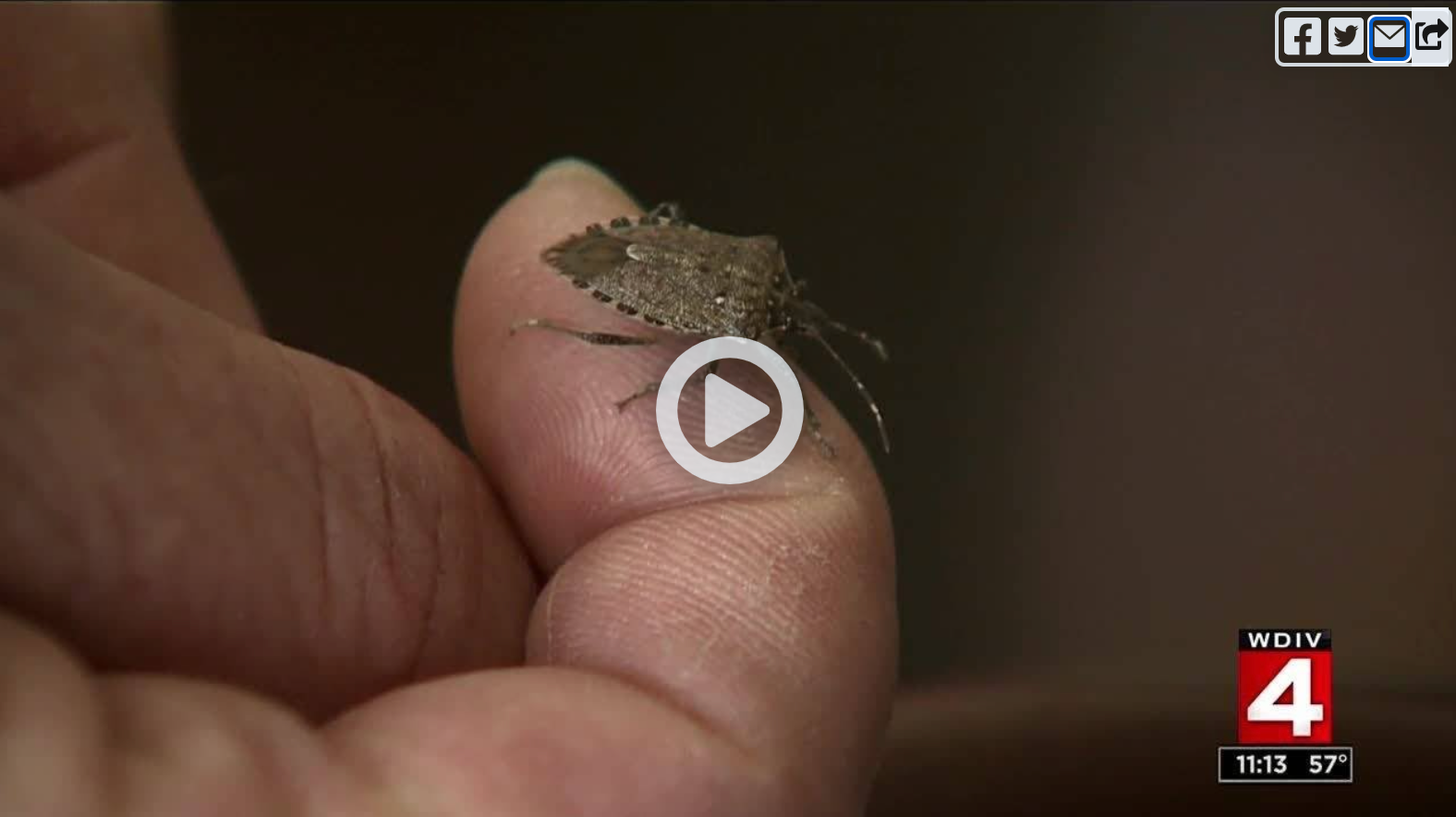 Stink Bug