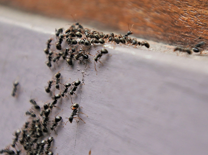 ants entering colorado springs home