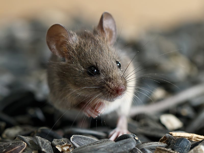 house mouse near denver home
