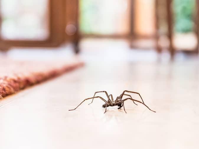 common house spider in colorado springs co