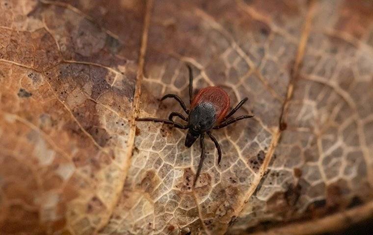 deer tick on a dead leaf