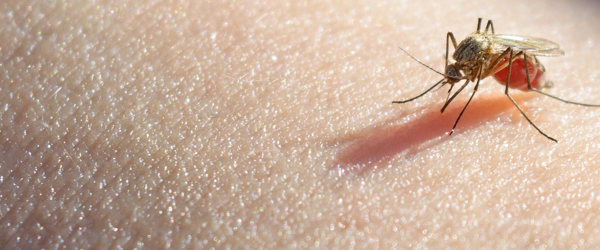 Mosquito Control Woodbridge Bluebird Pest Solutions