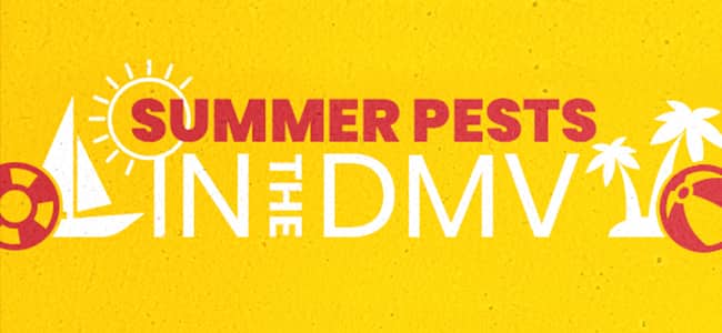 A Hotter Summer Means A Higher Chance Of Bug Bites summer pests in the dmv banner