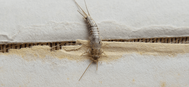 Learn How To Keep Silverfish Out Of Your Fulton Home silverfish prevention in maryland home