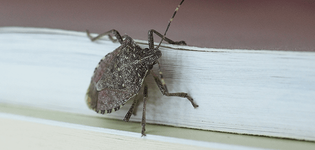 Learn More About Stink Bugs stink bug on maryland home