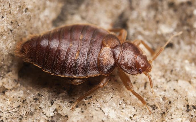 bed bug near home in aiken sc