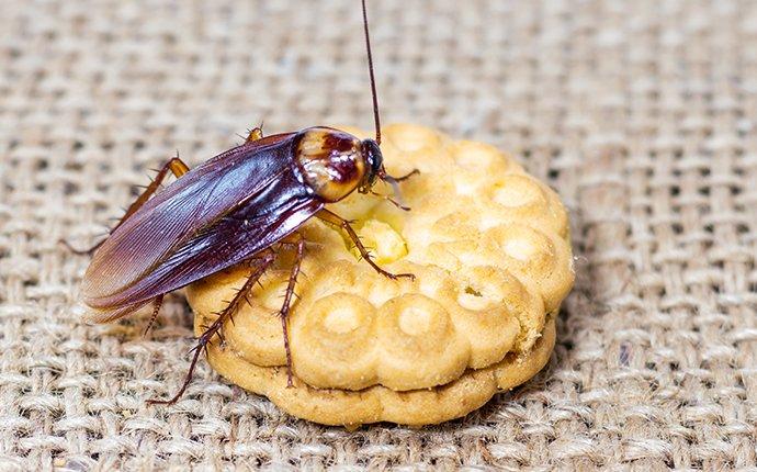 cockroach crawling on a cookie