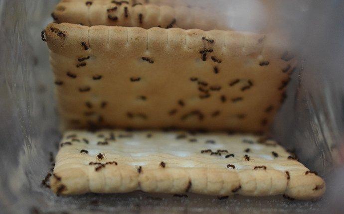 ants in pantry
