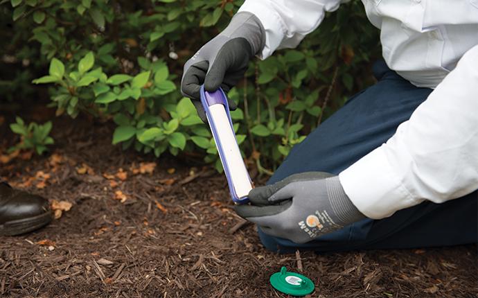 an aiken tech inspecting a sentricon bait station